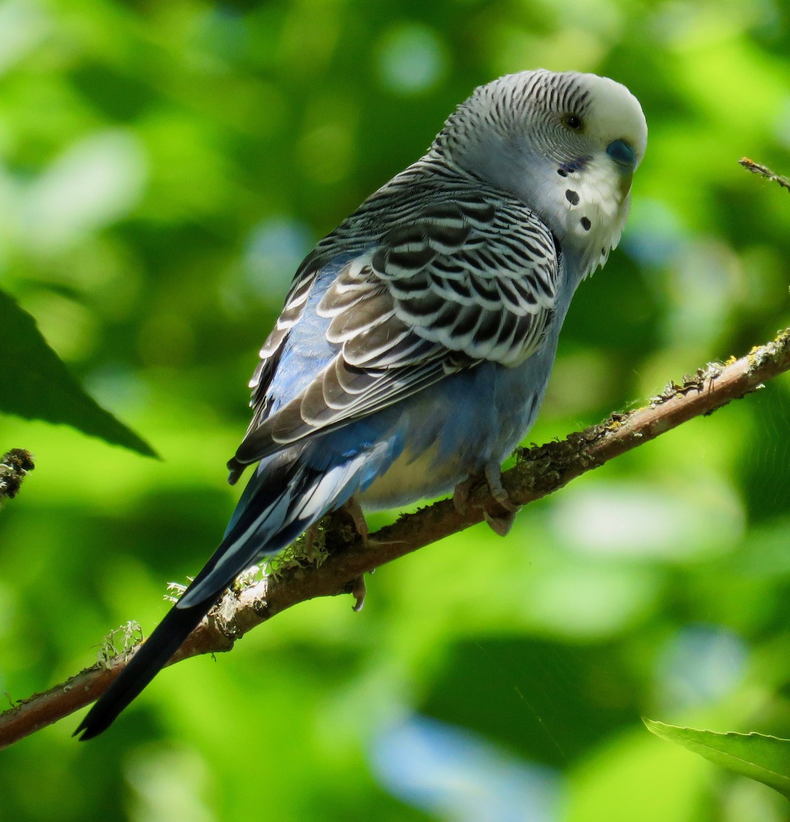 Budgerigar - Molly Sultany