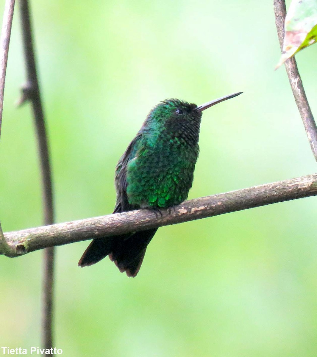 Western Emerald - Maria Antonietta Castro Pivatto