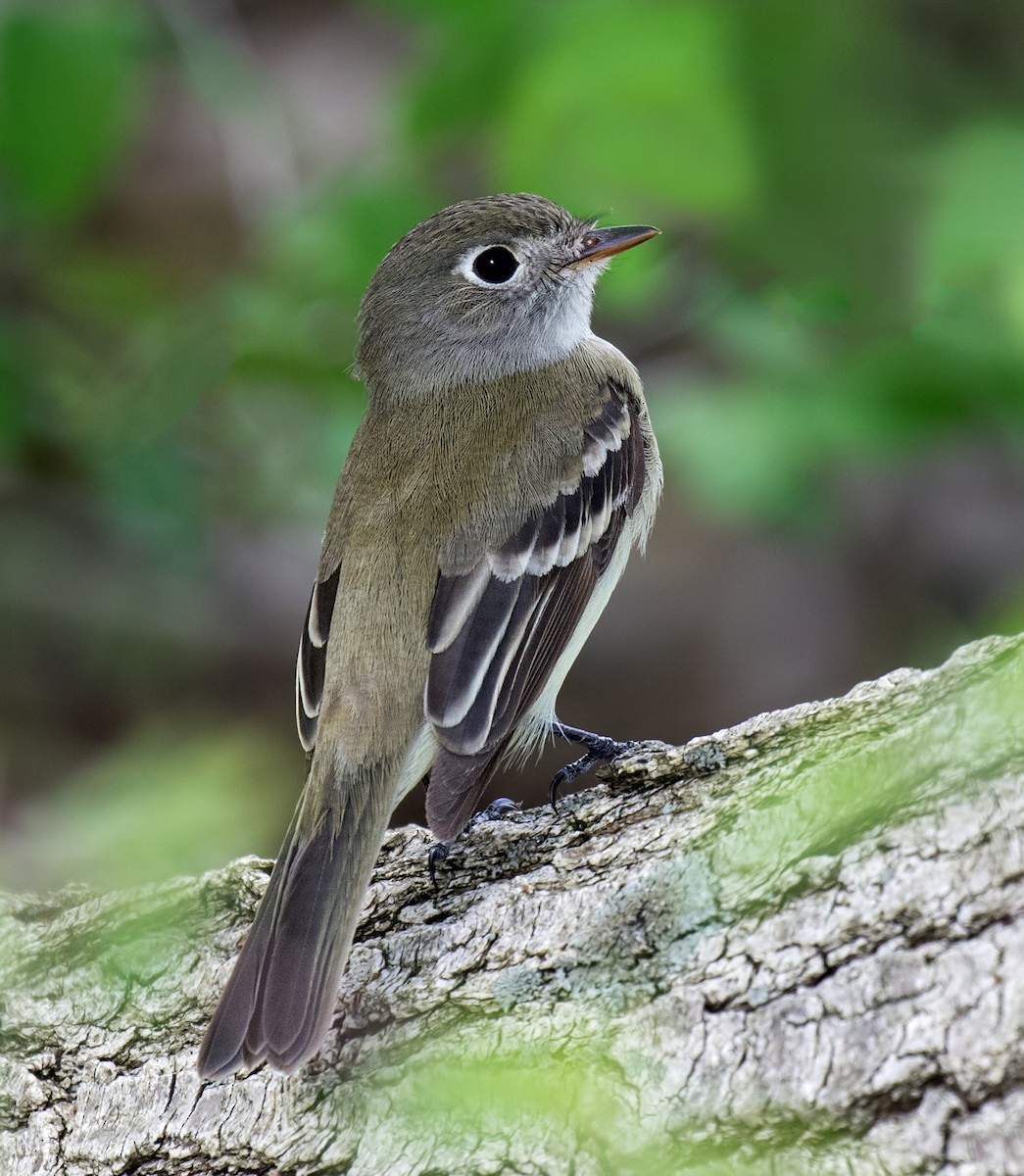 Least Flycatcher - ML164459301