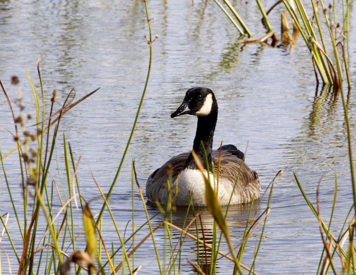 Canada Goose - ML164459511