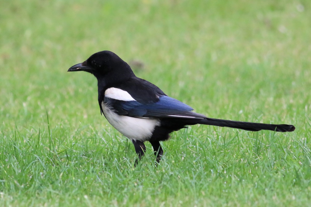 Eurasian Magpie - ML164462041