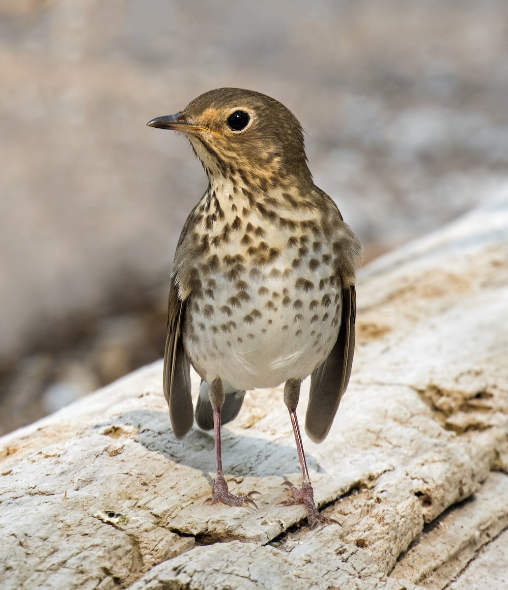 Swainson's Thrush - ML164462871