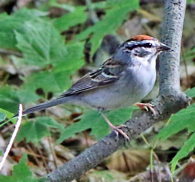 Chipping Sparrow - ML164463841