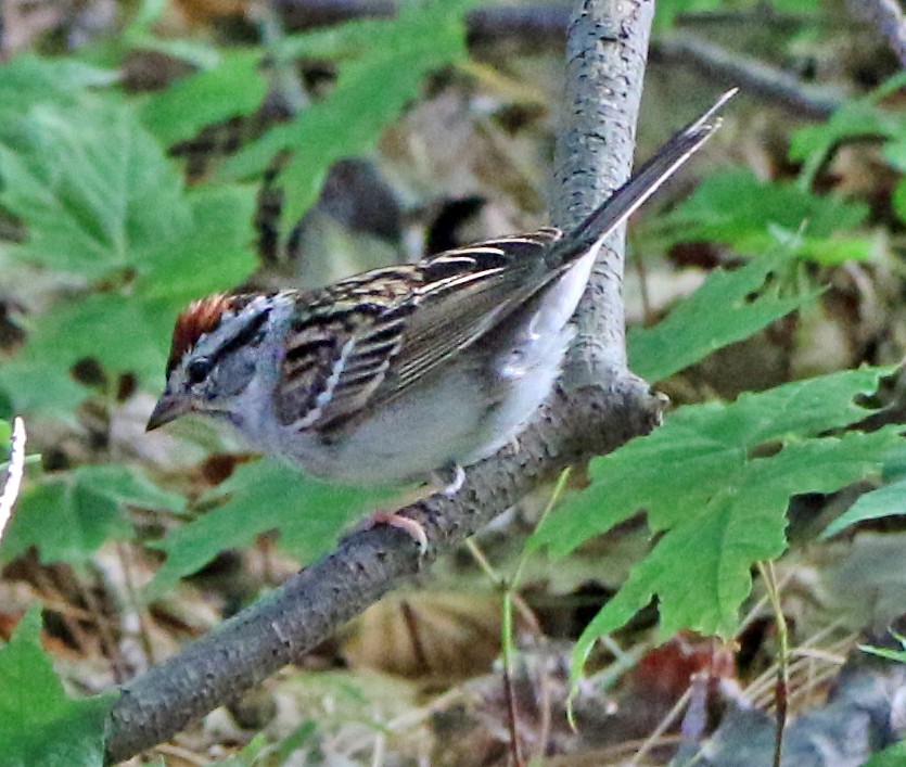 Chipping Sparrow - ML164463851