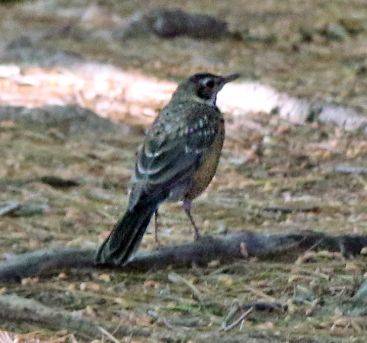 American Robin - ML164464811