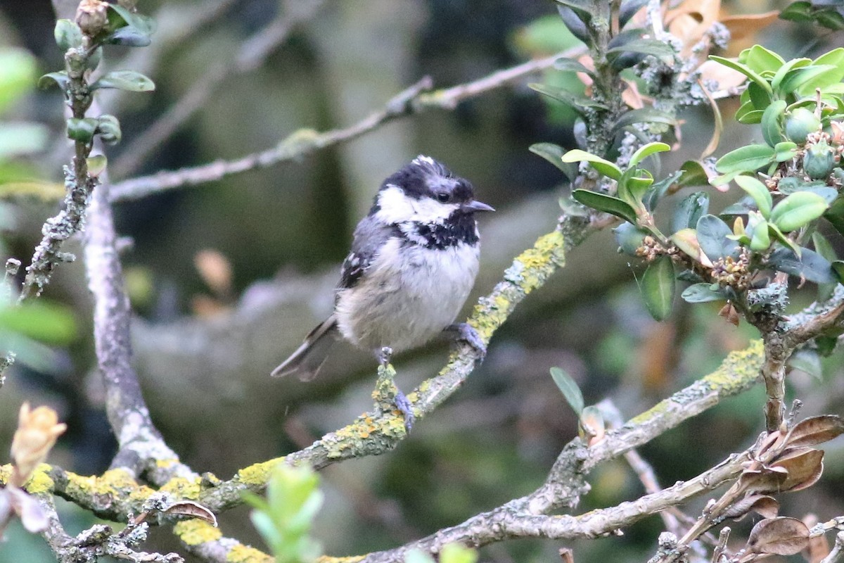 Coal Tit - ML164464881