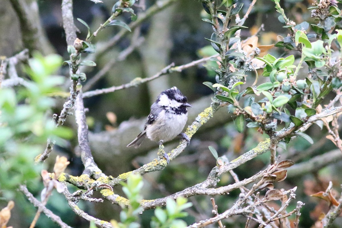 Coal Tit - ML164465111