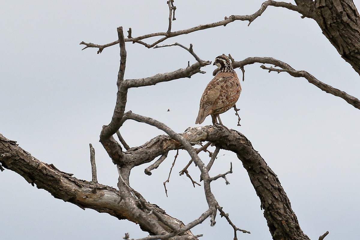 Northern Bobwhite - Lawrence Haller