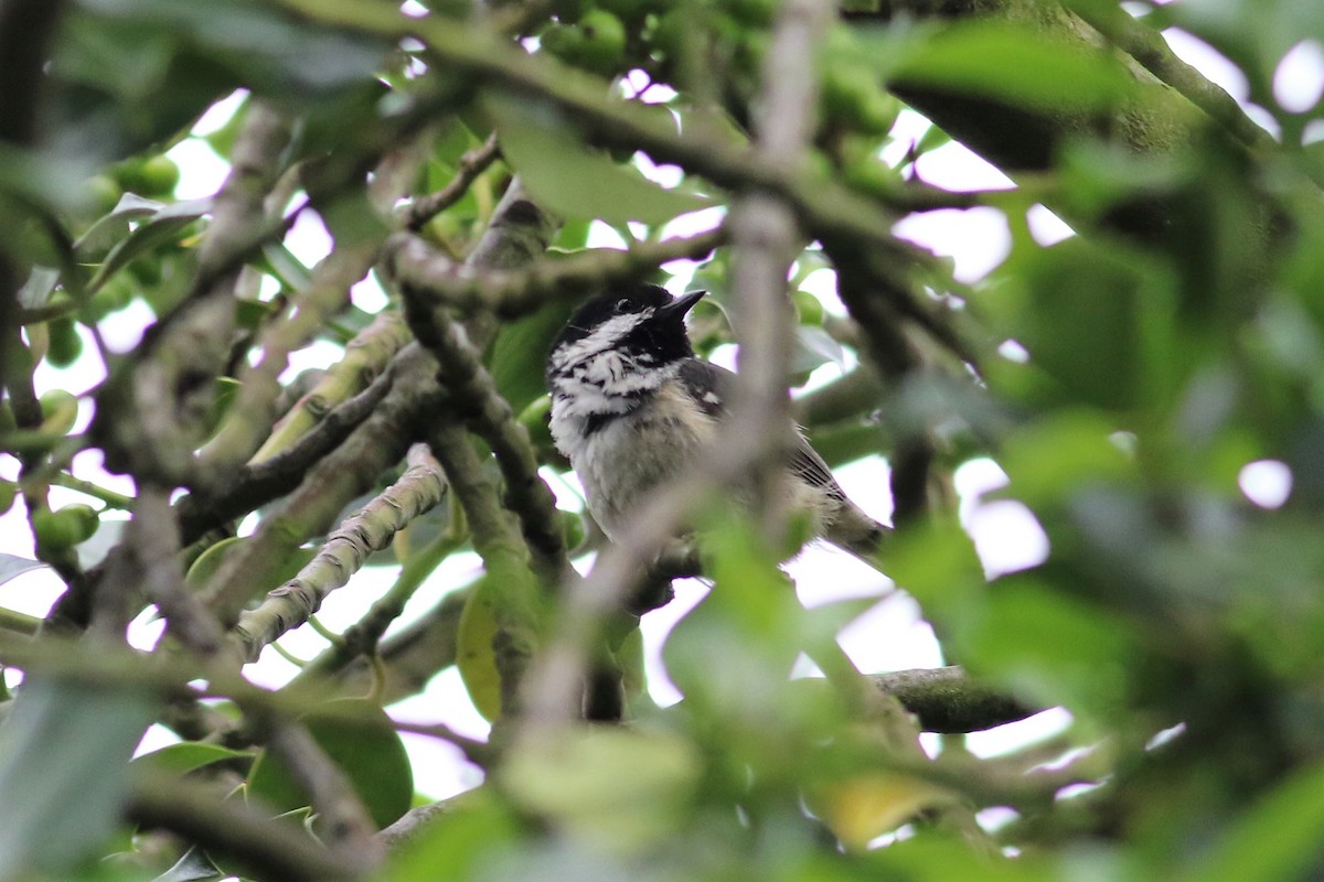 Coal Tit - ML164465631