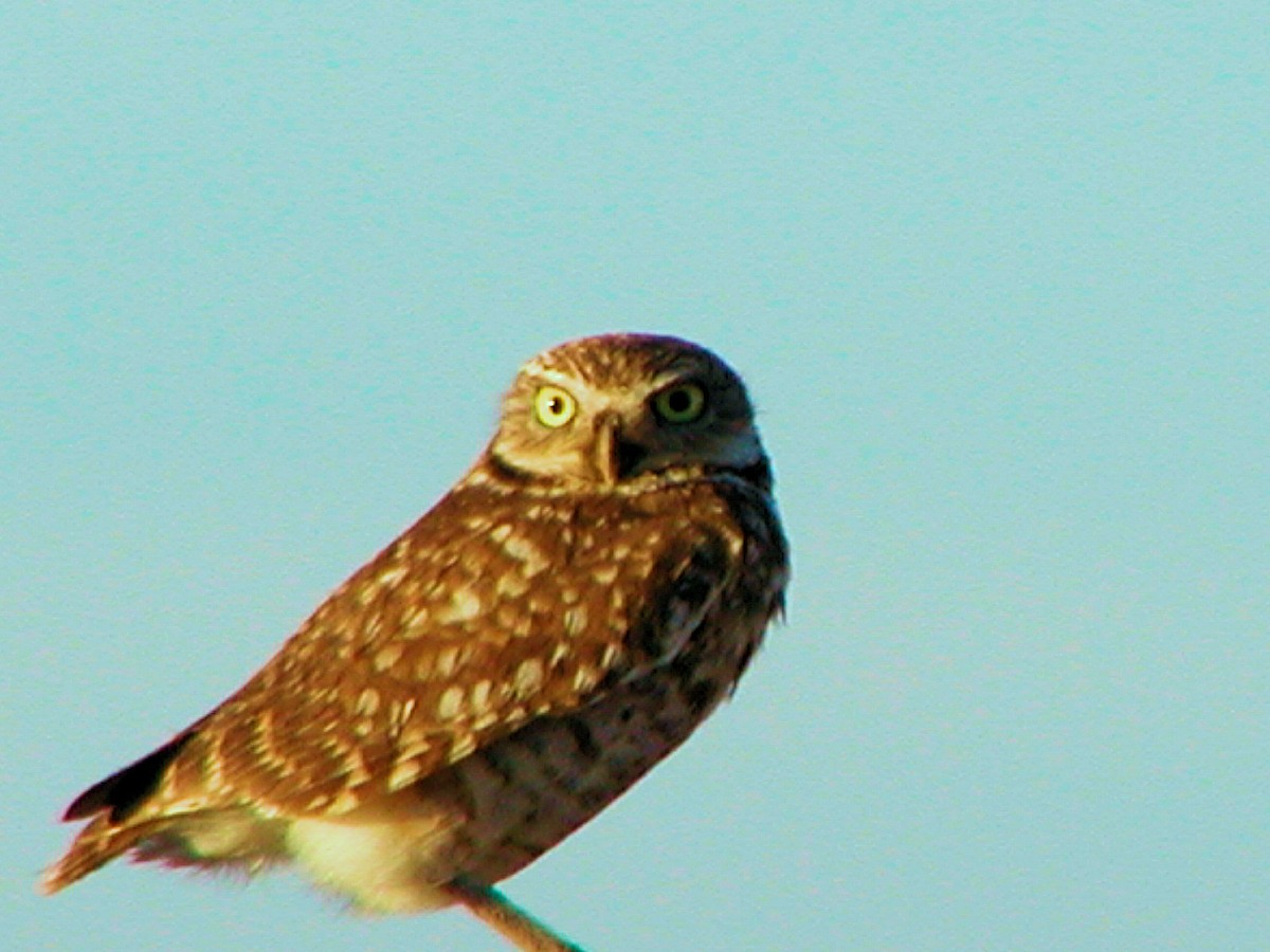 Burrowing Owl - ML164466281
