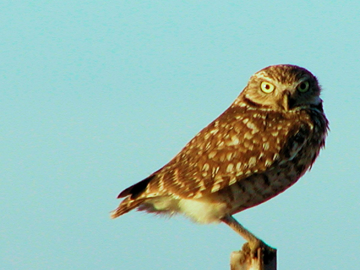 Burrowing Owl - ML164466291