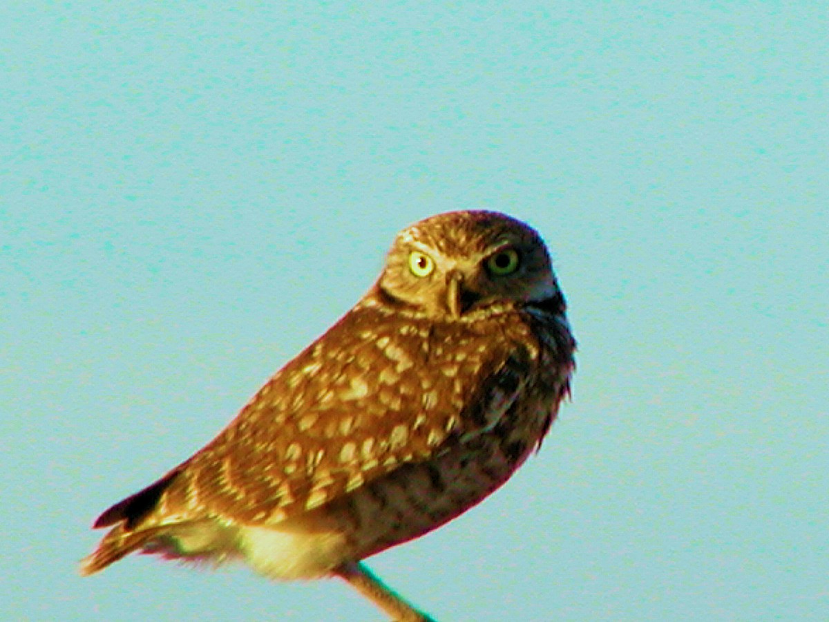 Burrowing Owl - ML164466301