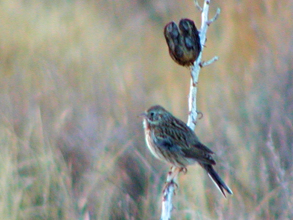 Vesper Sparrow - ML164466511
