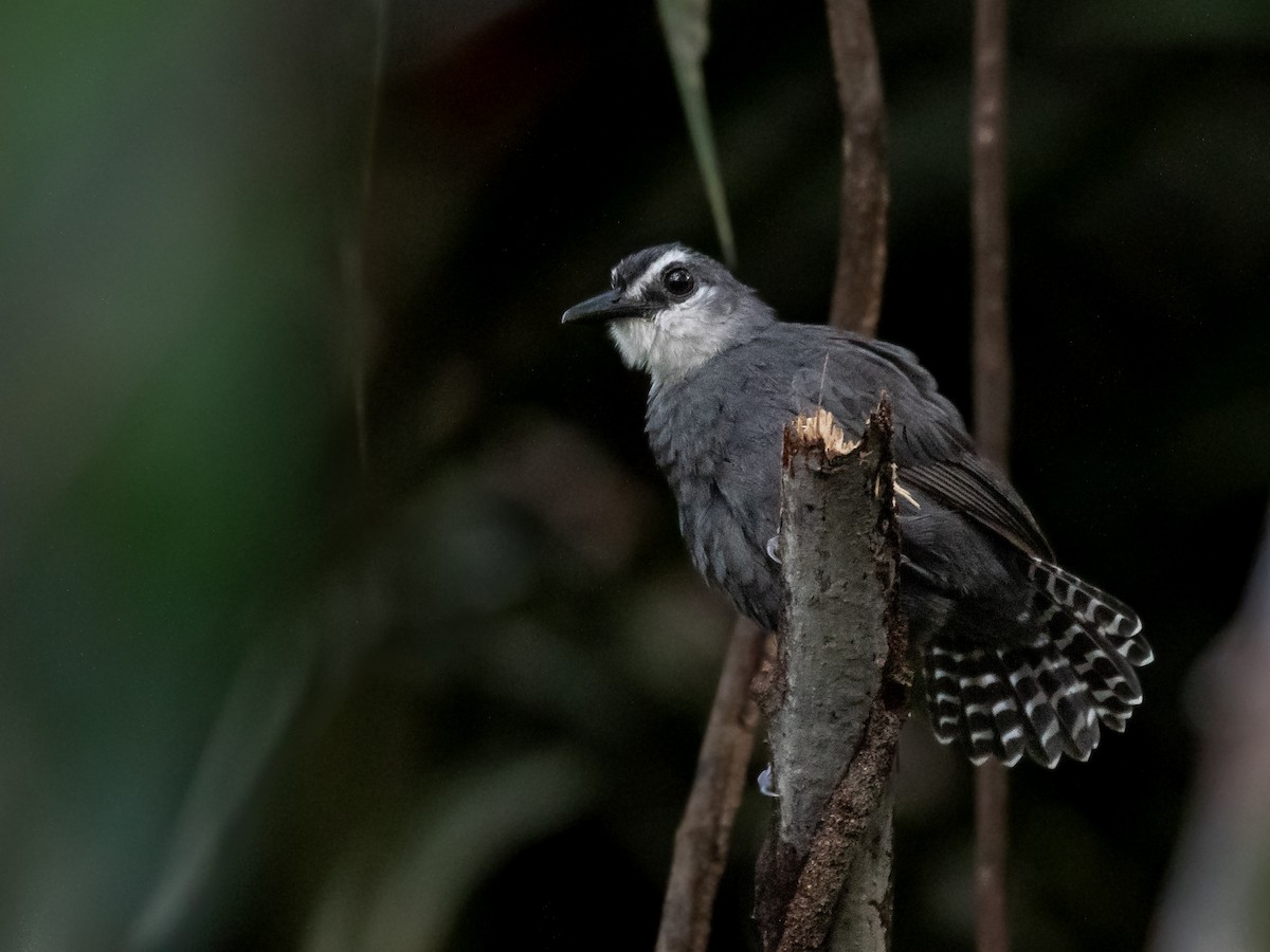 White-throated Antbird - Héctor Bottai