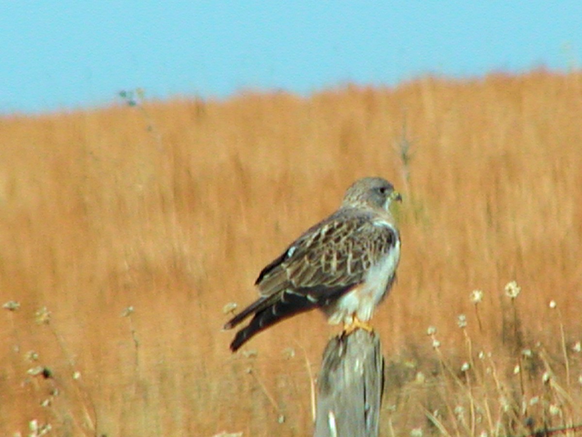 Swainson's Hawk - ML164466661