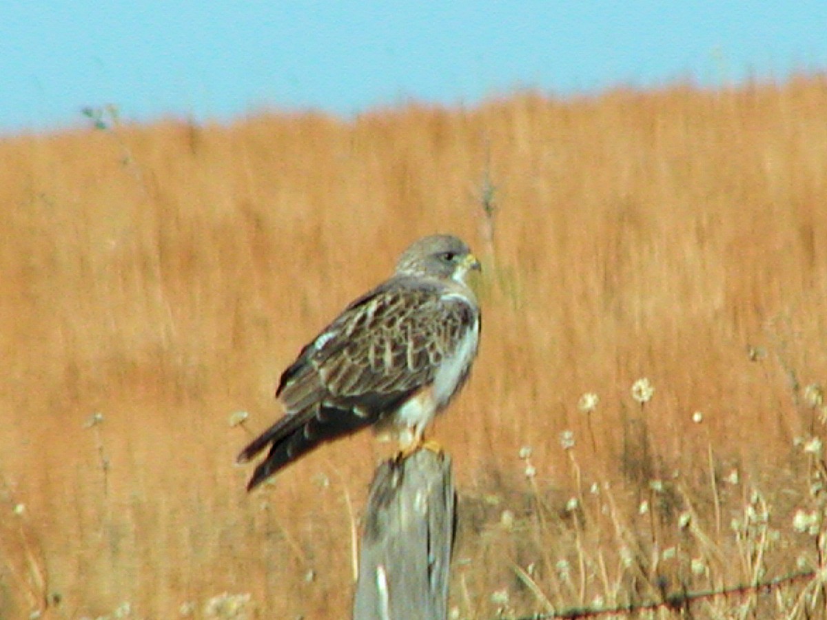 Swainson's Hawk - ML164466671
