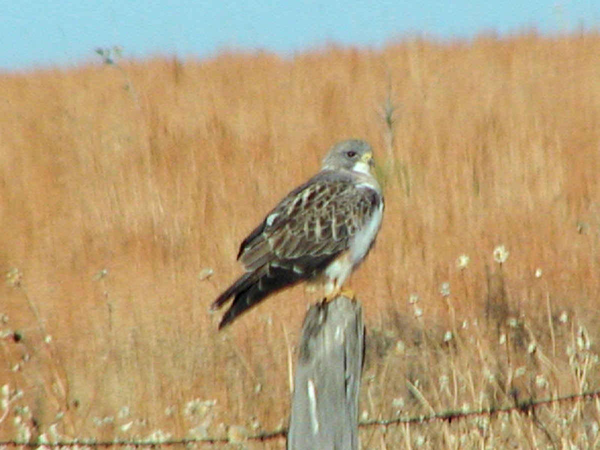 Swainson's Hawk - ML164466681