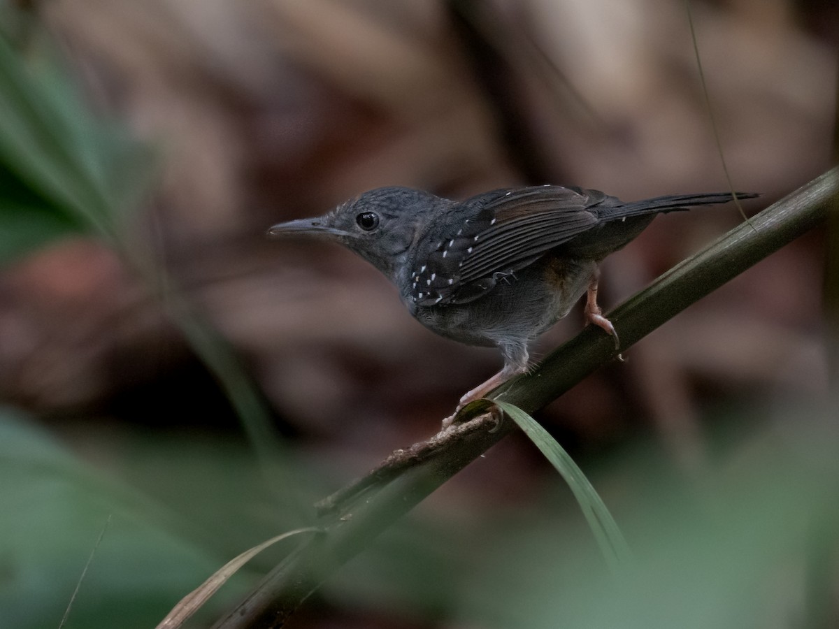 Humaita Antbird - Héctor Bottai