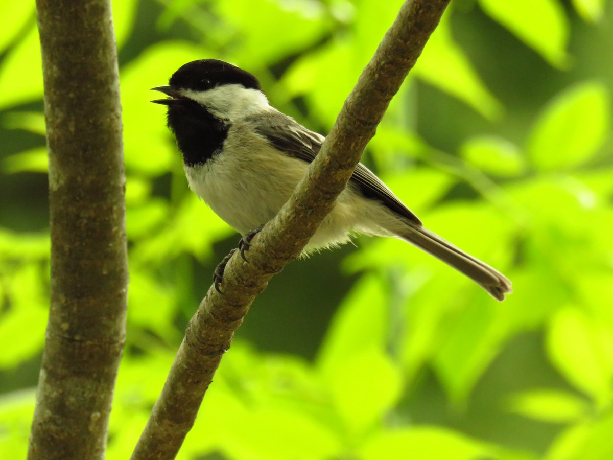 Mésange à tête noire - ML164467961