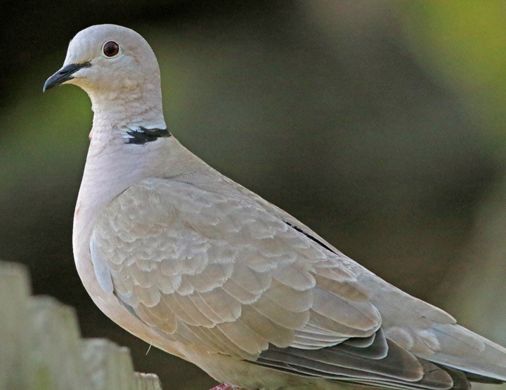 Eurasian Collared-Dove - ML164468761