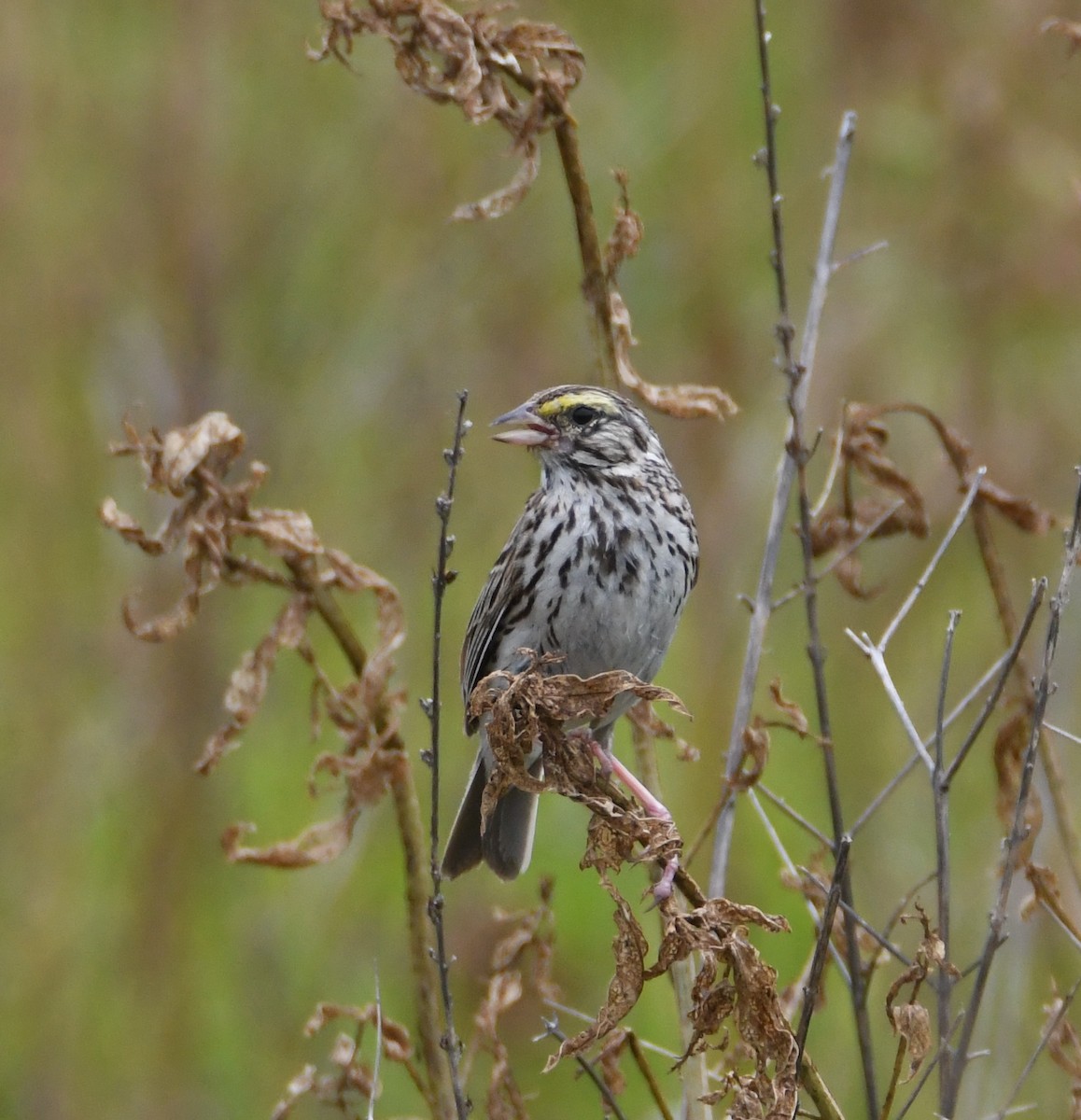 Savannah Sparrow - ML164470211