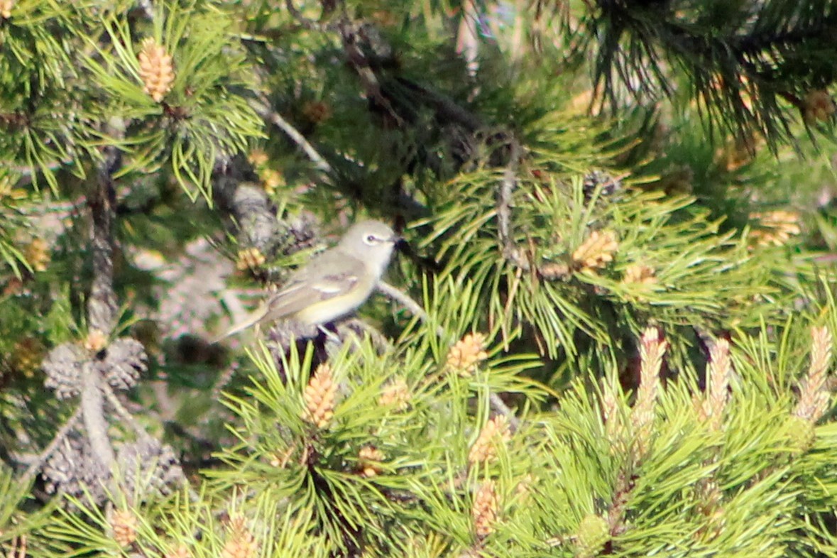 Cassin's Vireo - ML164470251