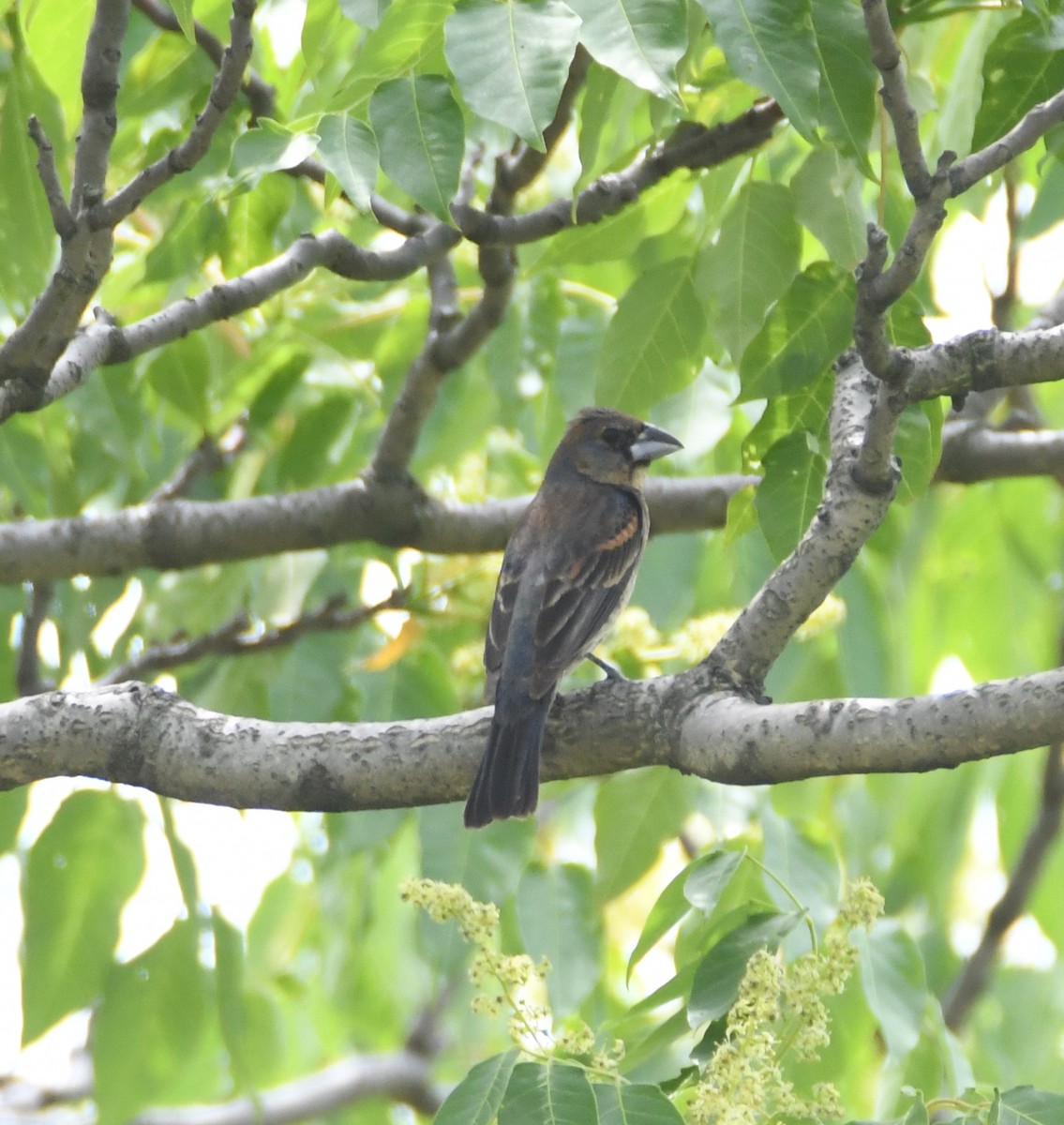 Blue Grosbeak - ML164470321