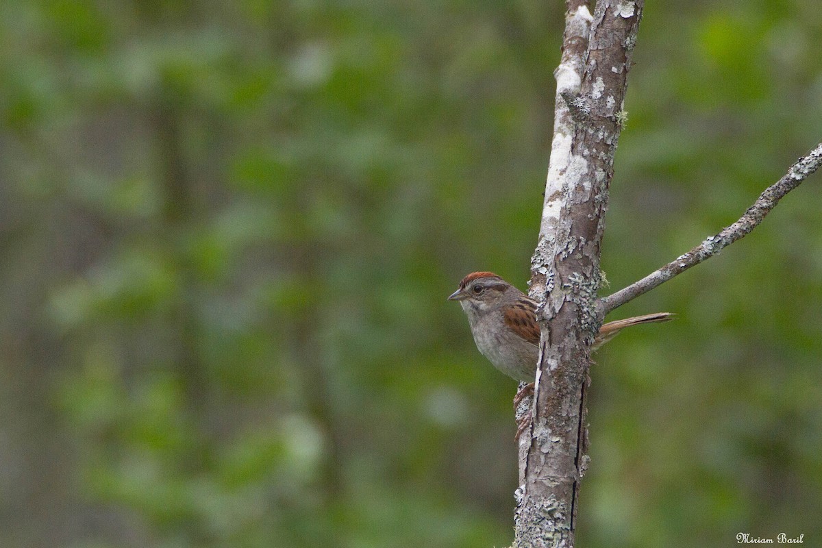 Swamp Sparrow - ML164470401