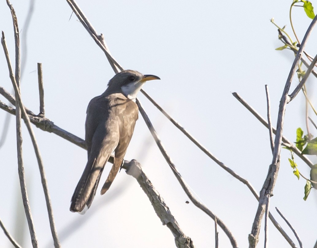 Yellow-billed Cuckoo - ML164471271