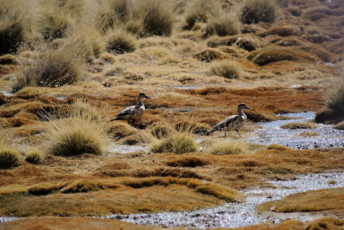 Crested Duck - ML164471721