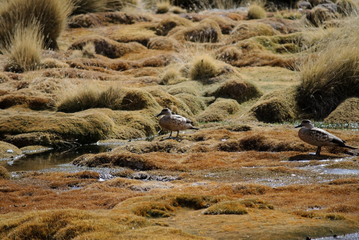 Crested Duck - ML164471741