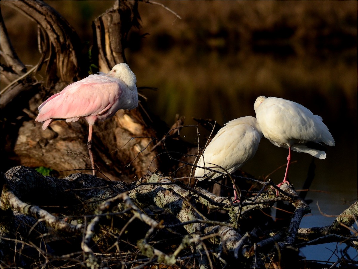 Roseate Spoonbill - ML164472601