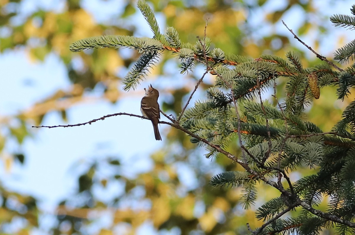 Alder Flycatcher - ML164473421