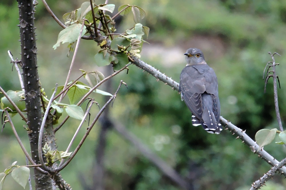 Lesser Cuckoo - ML164477811