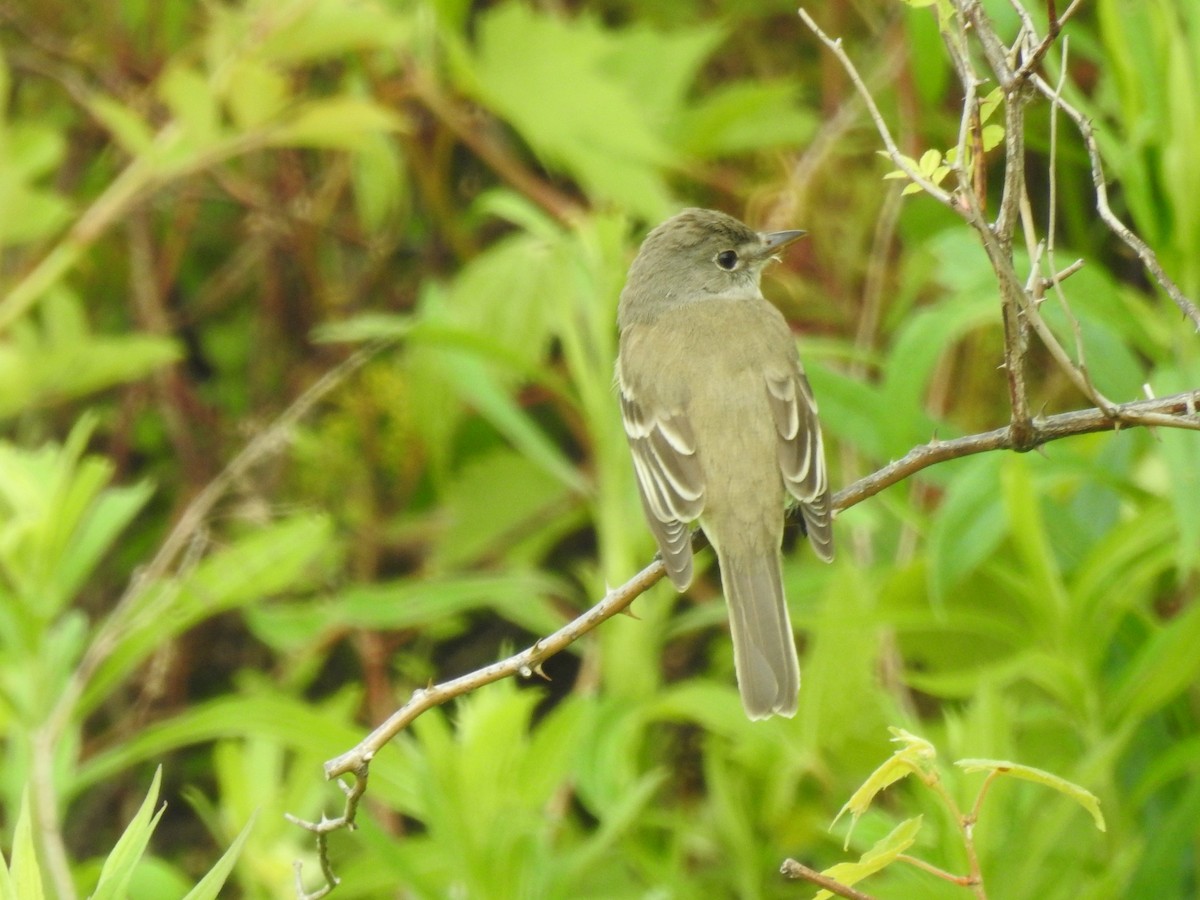 Willow Flycatcher - ML164478281