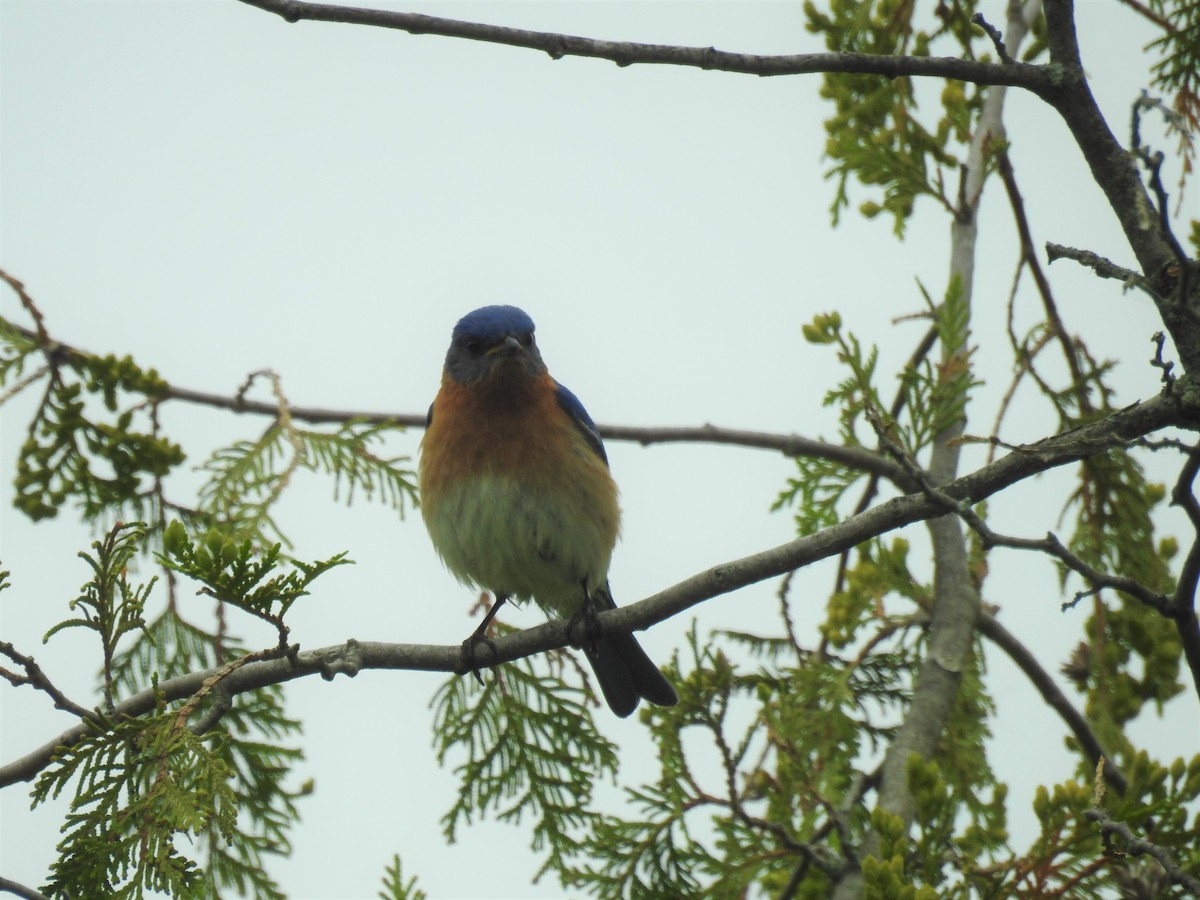 Eastern Bluebird - ML164478381