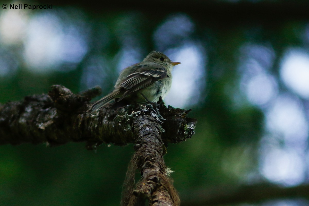 Western Flycatcher (Pacific-slope x Cordilleran Flycatcher) - ML164478891