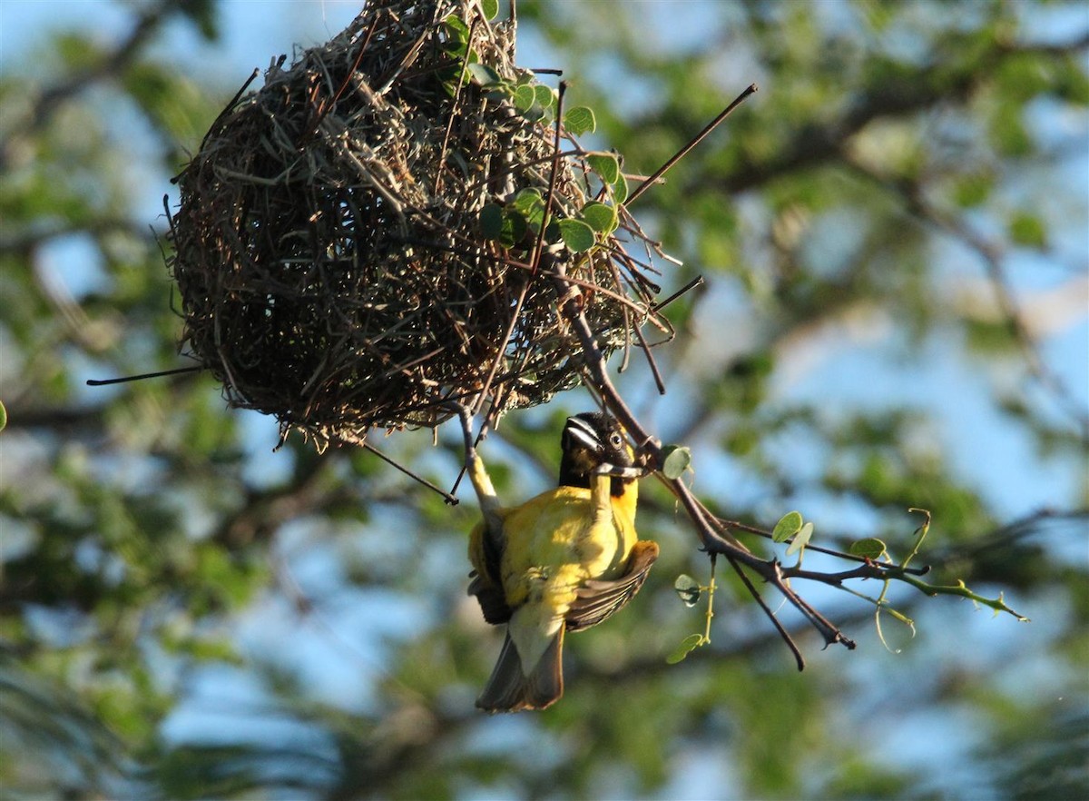 Lesser Masked-Weaver - ML164483561