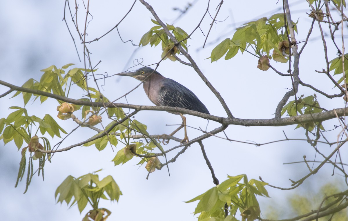 Green Heron - ML164485961