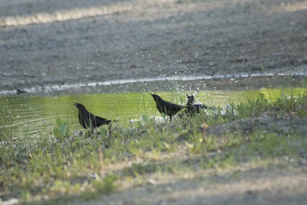 Brown-headed Cowbird - ML164487251