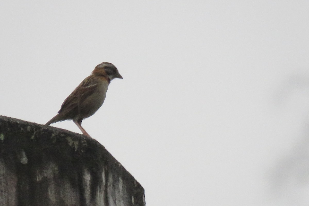 Rufous-collared Sparrow (Rufous-collared) - ML164487961
