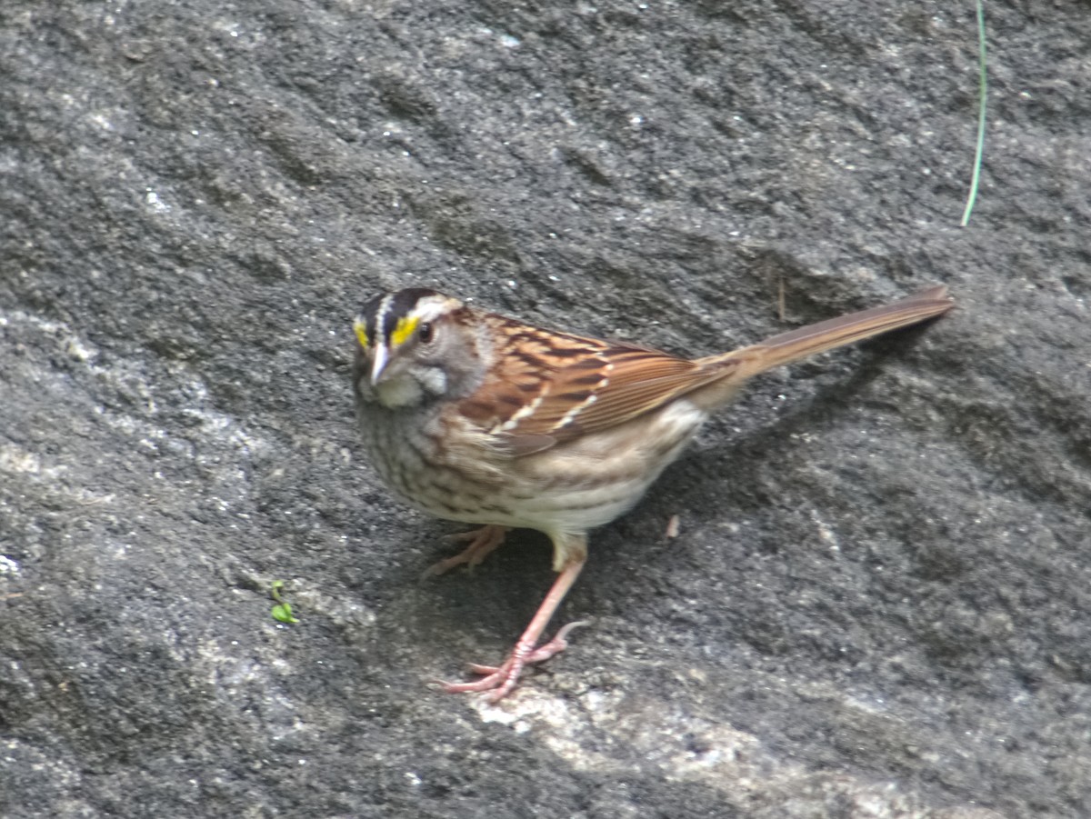 White-throated Sparrow - ML164491251