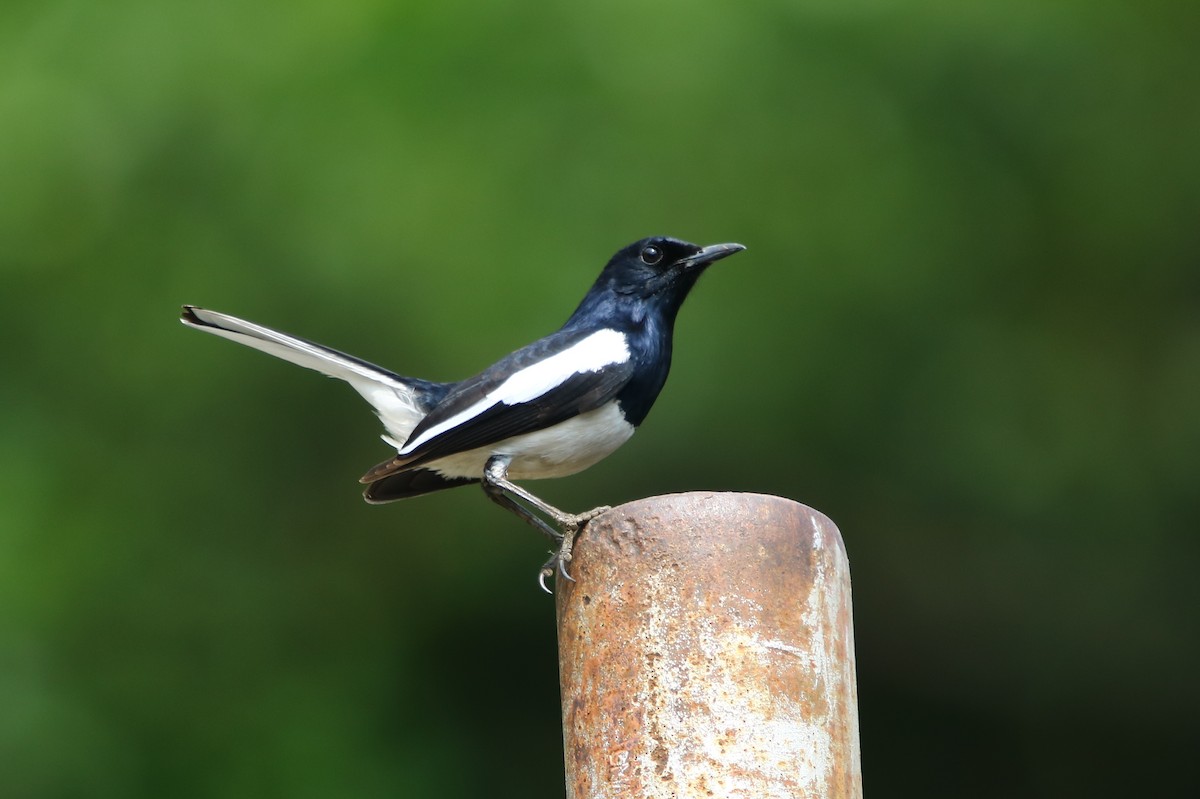 Oriental Magpie-Robin - Bhaarat Vyas