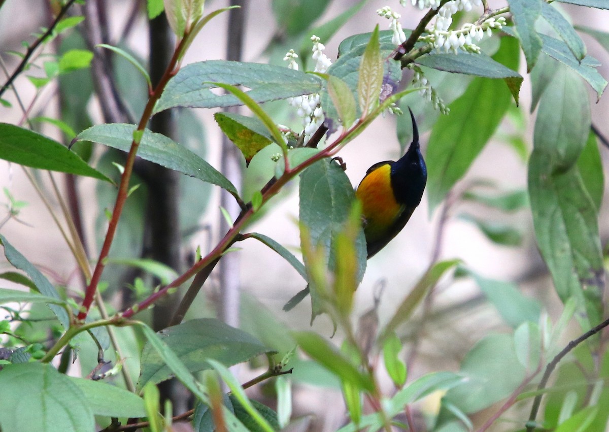 Black-throated Sunbird - Bhaarat Vyas