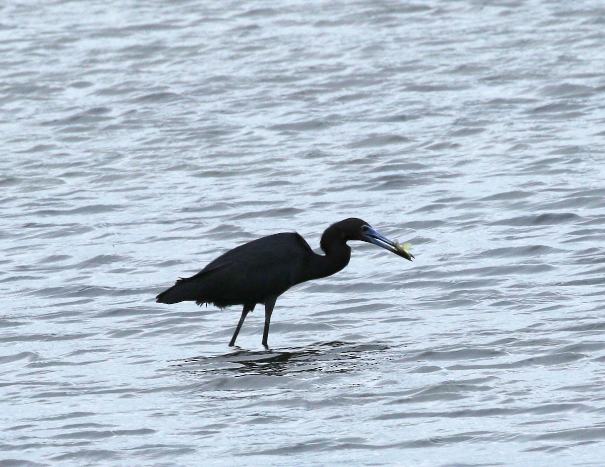 Little Blue Heron - ML164497101