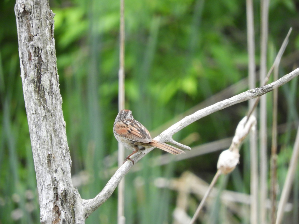 Swamp Sparrow - carol villeneuve