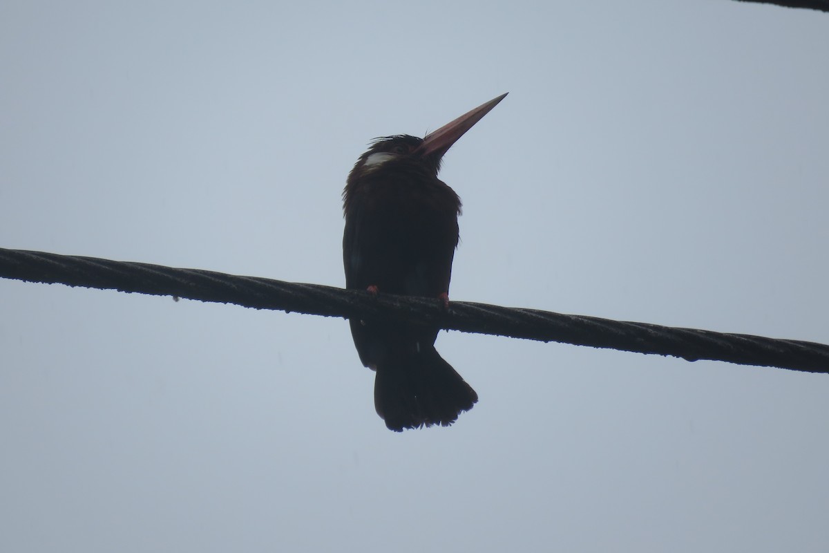 White-eared Jacamar - ML164497331