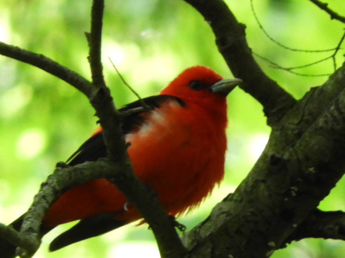 Scarlet Tanager - ML164497881