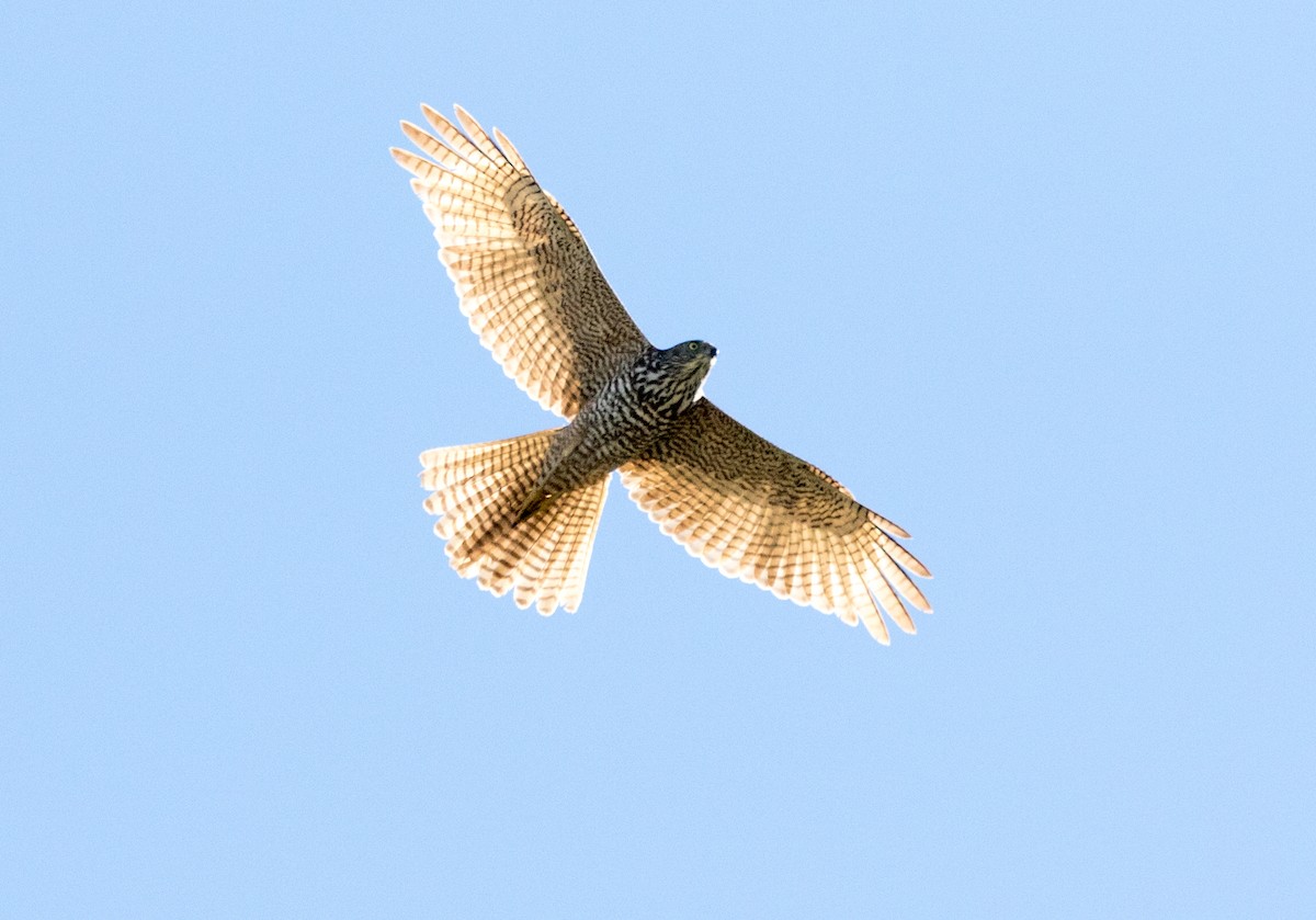 Brown Goshawk - Chris Barnes