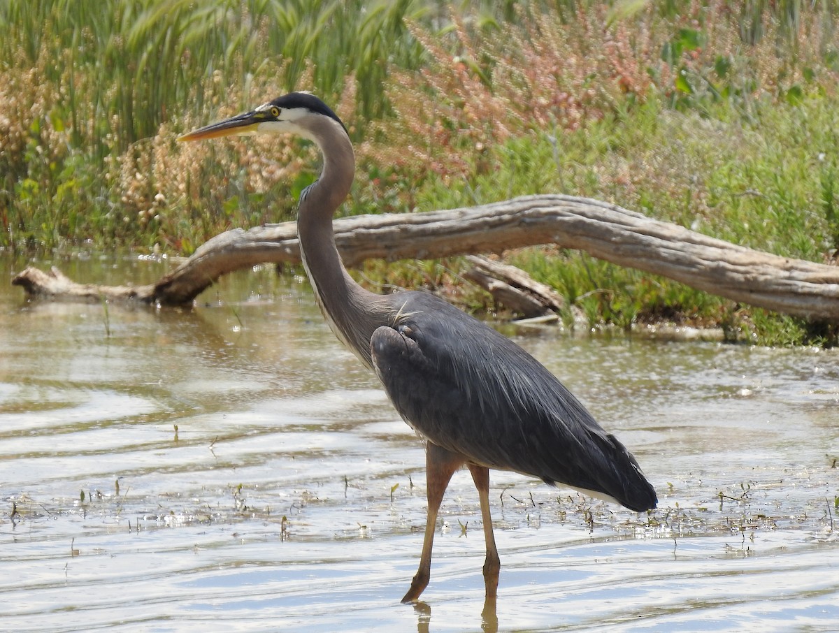 Great Blue Heron - ML164499411